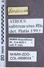 Etiketten zu Athous subtruncatus (NHMW-ZOO-COL-0008554)